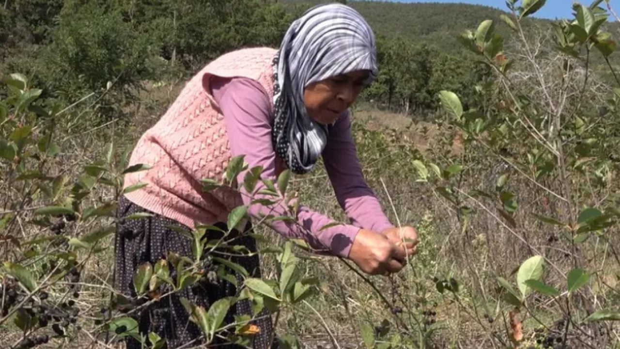 Evlat sözü dinledi köşeyi döndü: Reçelini 400 liradan satıyor!