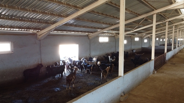 Foto - AVM yöneticiliğini bırakıp bu işe başladı... Şimdi gelen siparişlere yetişemiyor