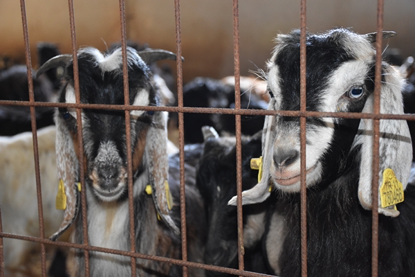 Foto - AVM yöneticiliğini bırakıp bu işe başladı... Şimdi gelen siparişlere yetişemiyor