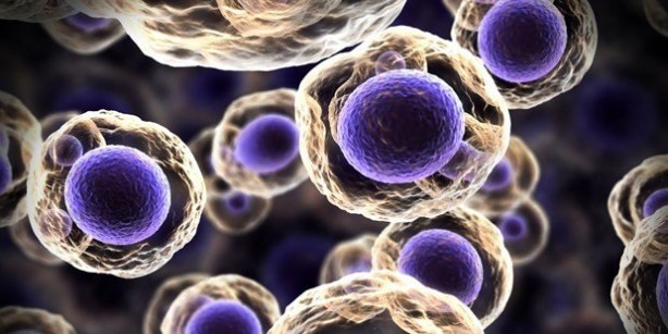 Foto - Avodakonun hiç bilinmeyen muhteşem faydaları