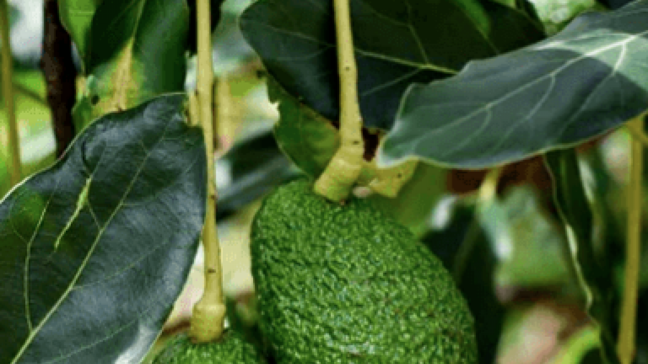 Avokado yaprağını kaynatıp içen yaşadı! Sonuçları şaşkınlık verici düzeyde...