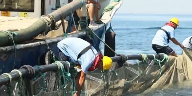 Foto - Avrupa Birliği ülkeleri arasında birinciyiz! Türkiye 106 ülkeye satıyor! 1,4 milyar dolar değerinde su ürünleri ihracatı