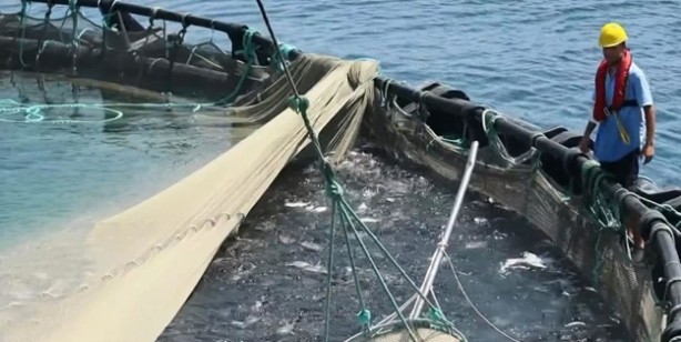 Foto - Avrupa Birliği ülkeleri arasında birinciyiz! Türkiye 106 ülkeye satıyor! 1,4 milyar dolar değerinde su ürünleri ihracatı