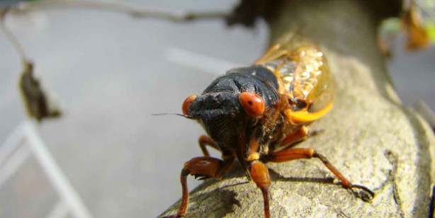Foto - Avrupa cırcır böceği yiyecek