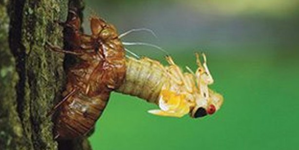 Foto - Avrupa cırcır böceği yiyecek