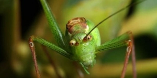 Foto - Avrupa cırcır böceği yiyecek