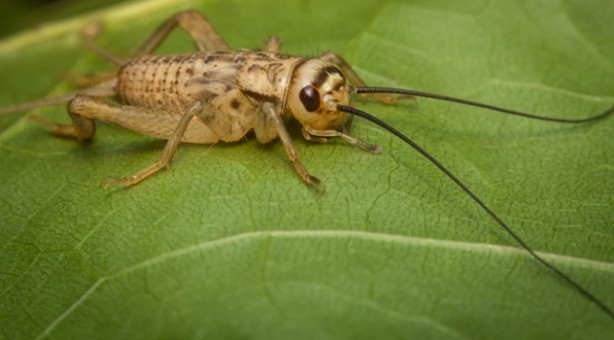 Foto - Avrupa cırcır böceği yiyecek