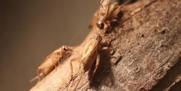 Foto - Avrupa cırcır böceği yiyecek