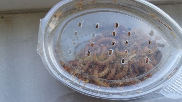 Foto - Avrupa mutfağı kurtlanıyor