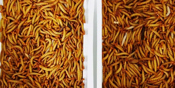 Foto - Avrupa mutfağı kurtlanıyor