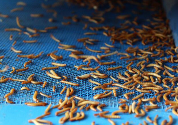 Foto - Avrupa mutfağı kurtlanıyor