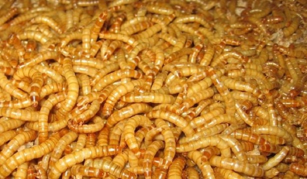 Foto - Avrupa mutfağı kurtlanıyor