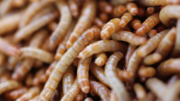 Foto - Avrupa mutfağı kurtlanıyor