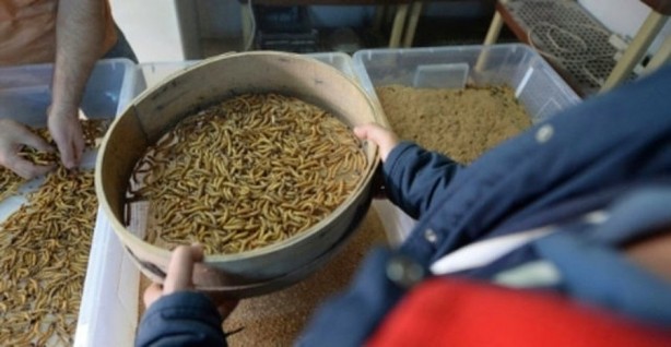 Foto - Avrupa mutfağı kurtlanıyor