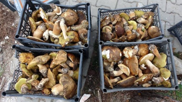 Foto - Avrupa peşine düştü! Mavi olanına dikkat edin