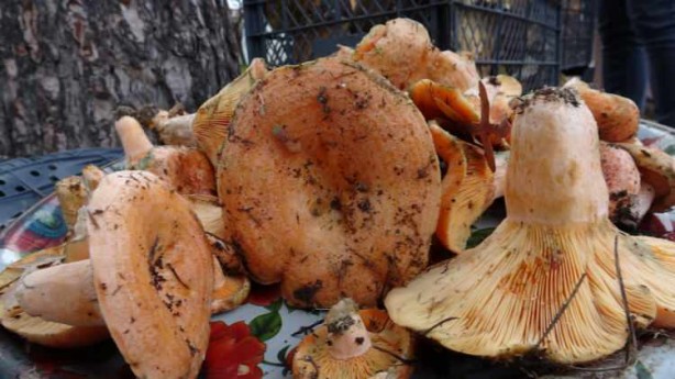 Foto - Avrupa peşine düştü! Mavi olanına dikkat edin