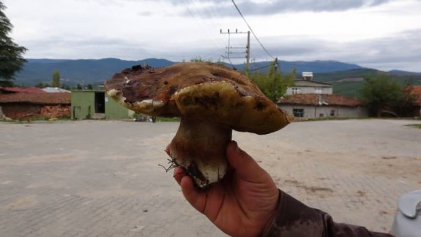 Avrupa peşine düştü! Mavi olanına dikkat edin