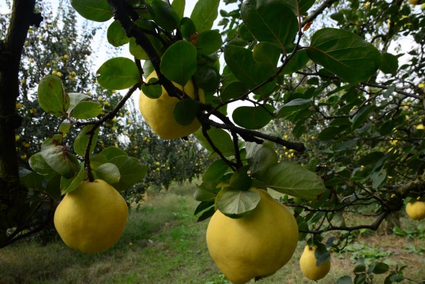 Foto - Avrupa ülkelerinin gözü kulağı bu köyde! ‘Gelse de yesek’ 