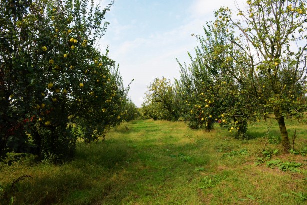 Foto - Avrupa ülkelerinin gözü kulağı bu köyde! ‘Gelse de yesek’ 