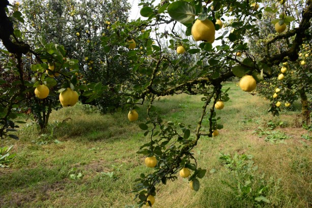 Foto - Avrupa ülkelerinin gözü kulağı bu köyde! ‘Gelse de yesek’ 