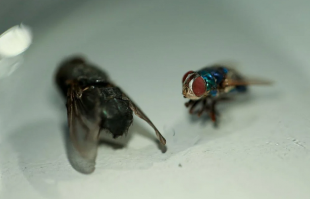 Foto - Avrupa ve Amerika Türkiye'deki bu böcekleri takip ediyor! Müthiş özellik