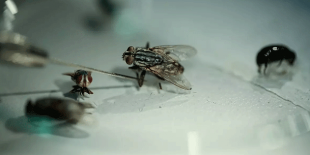 Foto - Avrupa ve Amerika Türkiye'deki bu böcekleri takip ediyor! Müthiş özellik