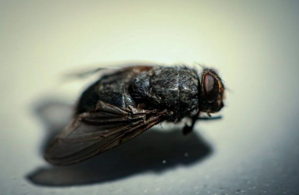 Foto - Avrupa ve Amerika Türkiye'deki bu böcekleri takip ediyor! Müthiş özellik