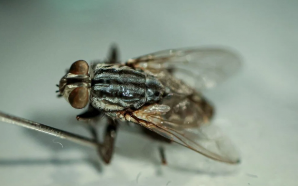 Foto - Avrupa ve Amerika Türkiye'deki bu böcekleri takip ediyor! Müthiş özellik