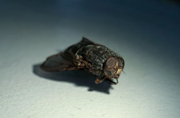 Foto - Avrupa ve Amerika Türkiye'deki bu böcekleri takip ediyor! Müthiş özellik