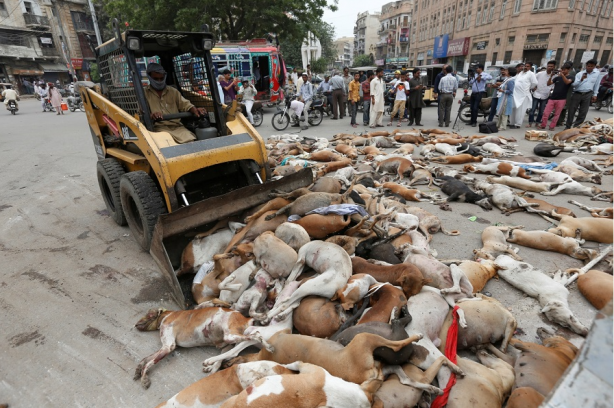 Foto - Avrupa’da sokak köpeği yok! Çünkü?