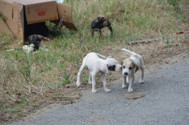 Foto - Avrupa’da sokak köpeği yok! Çünkü?