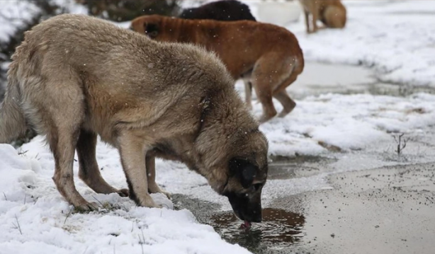 Foto - Avrupa’da sokak köpeği yok! Çünkü?