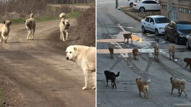 Foto - Avrupa’da sokak köpeği yok! Çünkü?