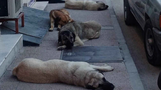 Foto - Avrupa’da sokak köpeği yok! Çünkü?
