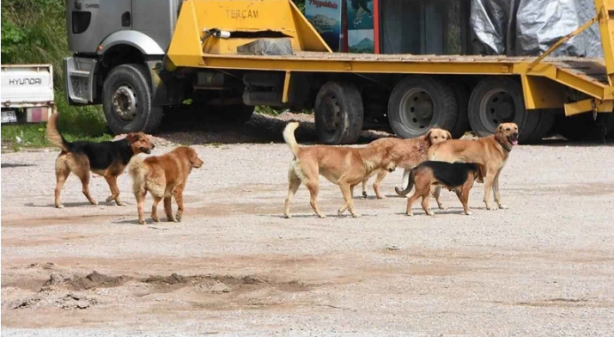 Foto - Avrupa’da sokak köpeği yok! Çünkü?