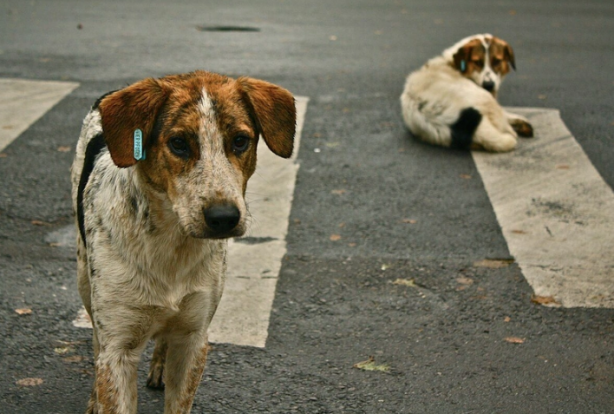 Foto - Avrupa’da sokak köpeği yok! Çünkü?