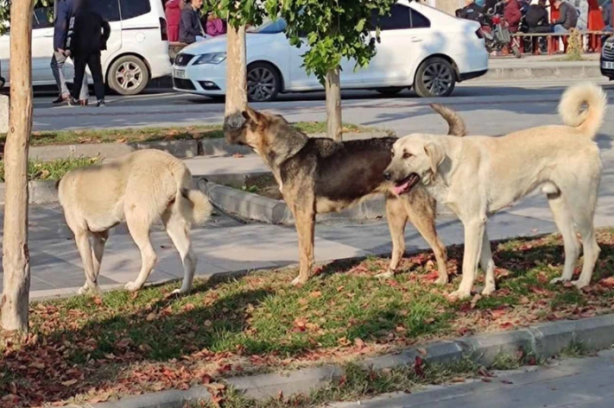 Foto - Avrupa’da sokak köpeği yok! Çünkü?