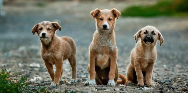 Foto - Avrupa’da sokak köpeği yok! Çünkü?