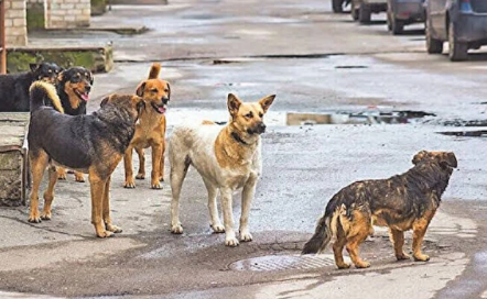 Avrupa’da sokak köpeği yok! Çünkü?