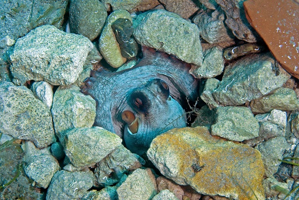 Foto - Avrupa’nın en iyi korunan açık alanı: Dalyan Kanalı