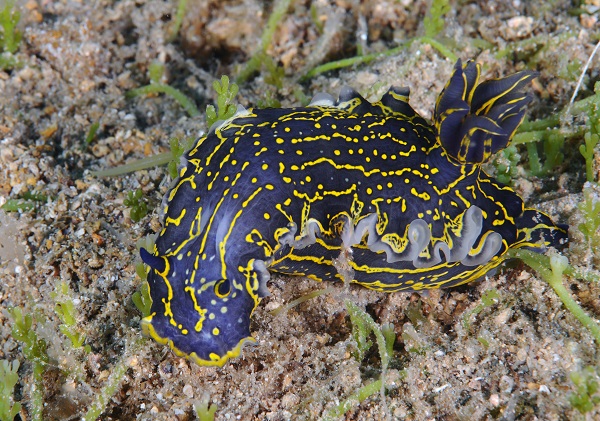 Foto - Avrupa’nın en iyi korunan açık alanı: Dalyan Kanalı