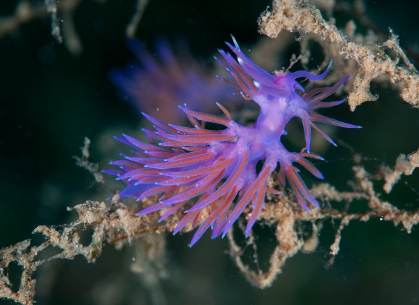 Foto - Avrupa’nın en iyi korunan açık alanı: Dalyan Kanalı