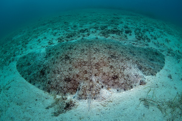 Foto - Avrupa’nın en iyi korunan açık alanı: Dalyan Kanalı