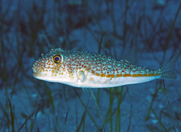 Foto - Avrupa’nın en iyi korunan açık alanı: Dalyan Kanalı