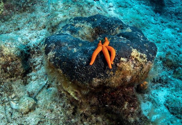 Foto - Avrupa’nın en iyi korunan açık alanı: Dalyan Kanalı