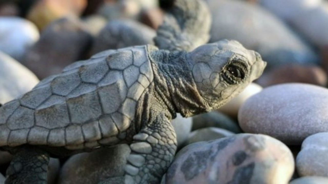 Foto - Avrupa'nın en iyisi seçilmişti: 40 bini denizle buluşturuldu!