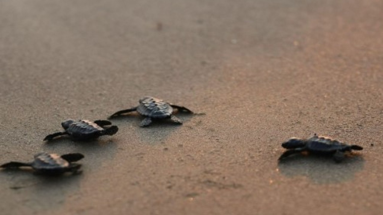 Avrupa'nın en iyisi seçilmişti: 40 bini denizle buluşturuldu!