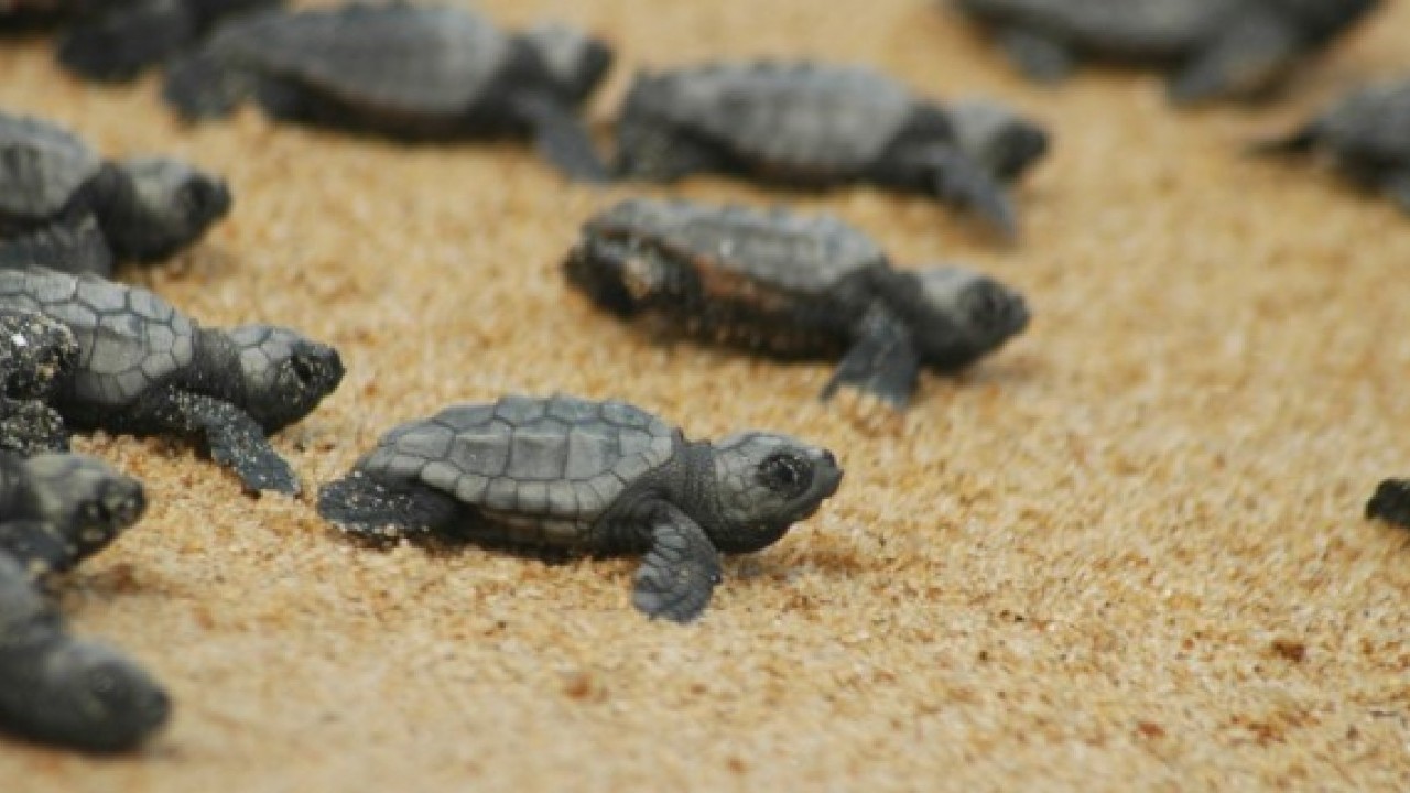 Foto - Avrupa'nın en iyisi seçilmişti: 40 bini denizle buluşturuldu!