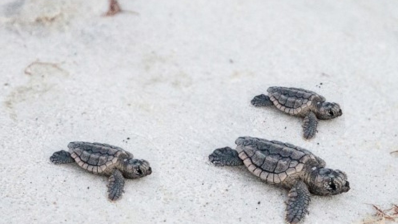 Foto - Avrupa'nın en iyisi seçilmişti: 40 bini denizle buluşturuldu!