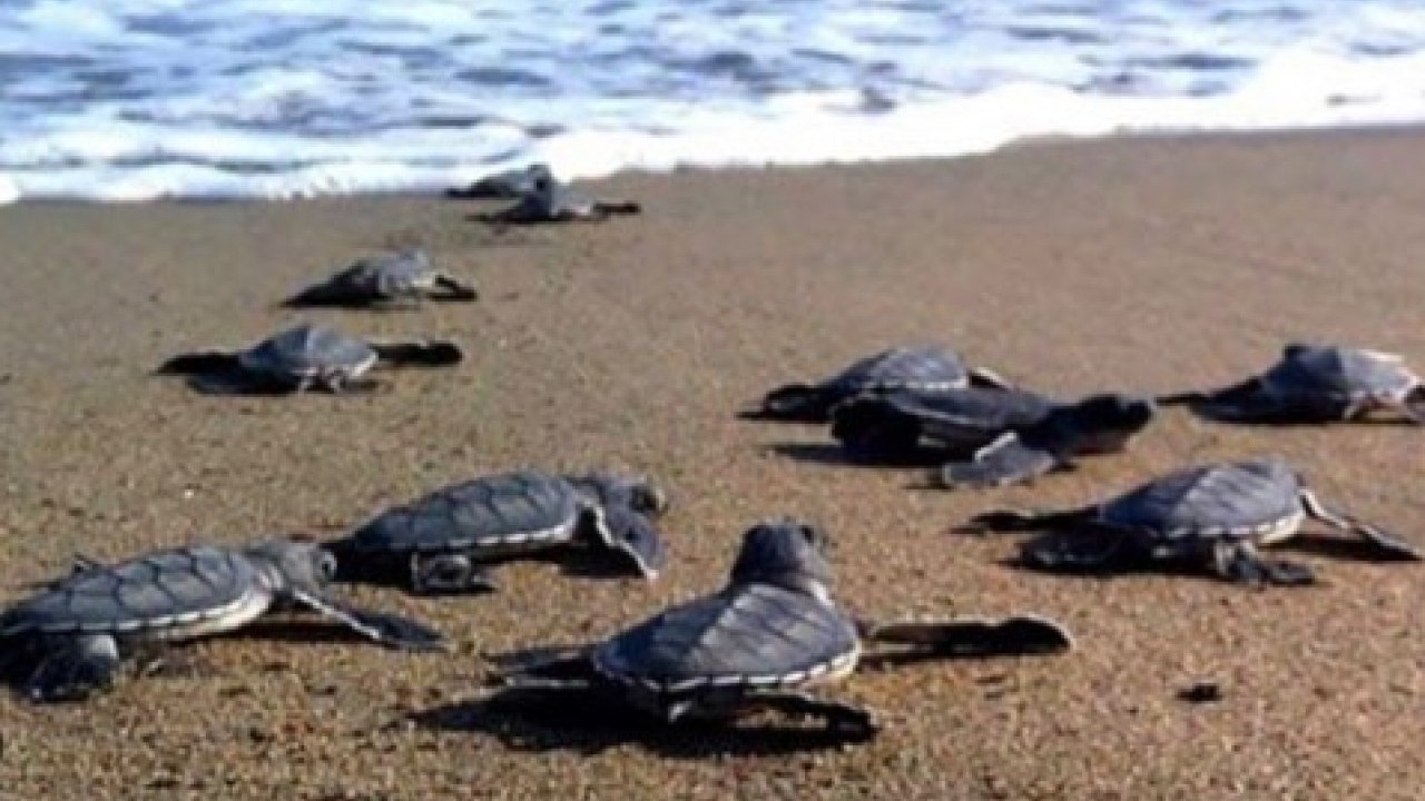 Foto - Avrupa'nın en iyisi seçilmişti: 40 bini denizle buluşturuldu!